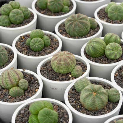 Euphorbia obesa 3Pcs