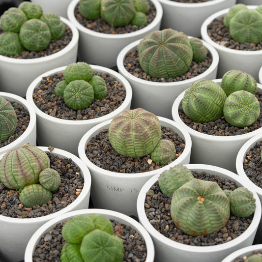 Euphorbia obesa 3Pcs