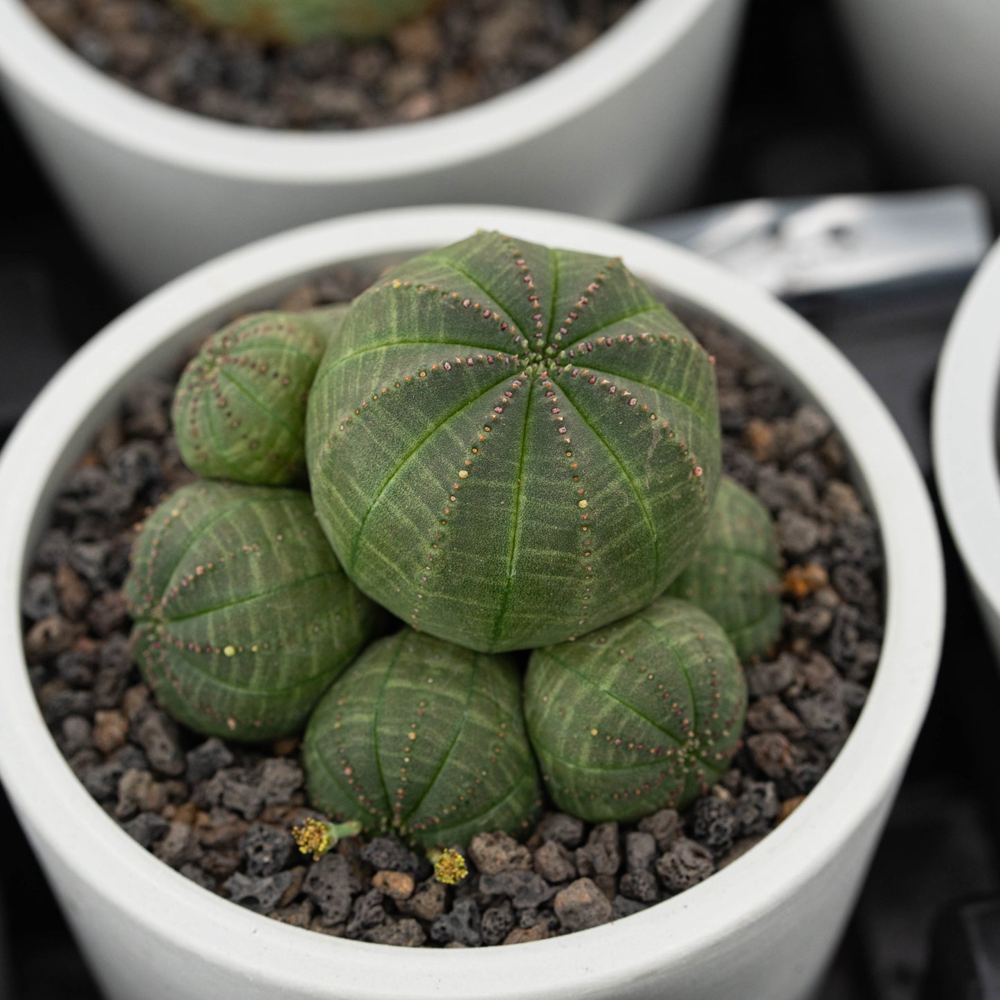 Euphorbia obesa 3Pcs