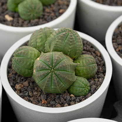 Euphorbia obesa 3Pcs
