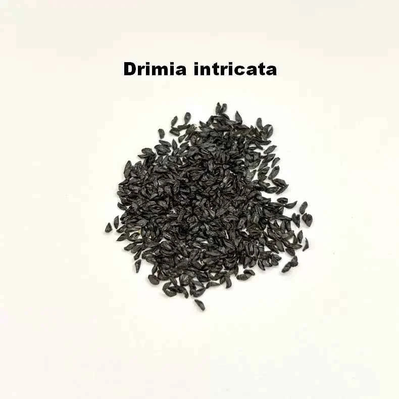 Drimia intricata Seeds-image-1