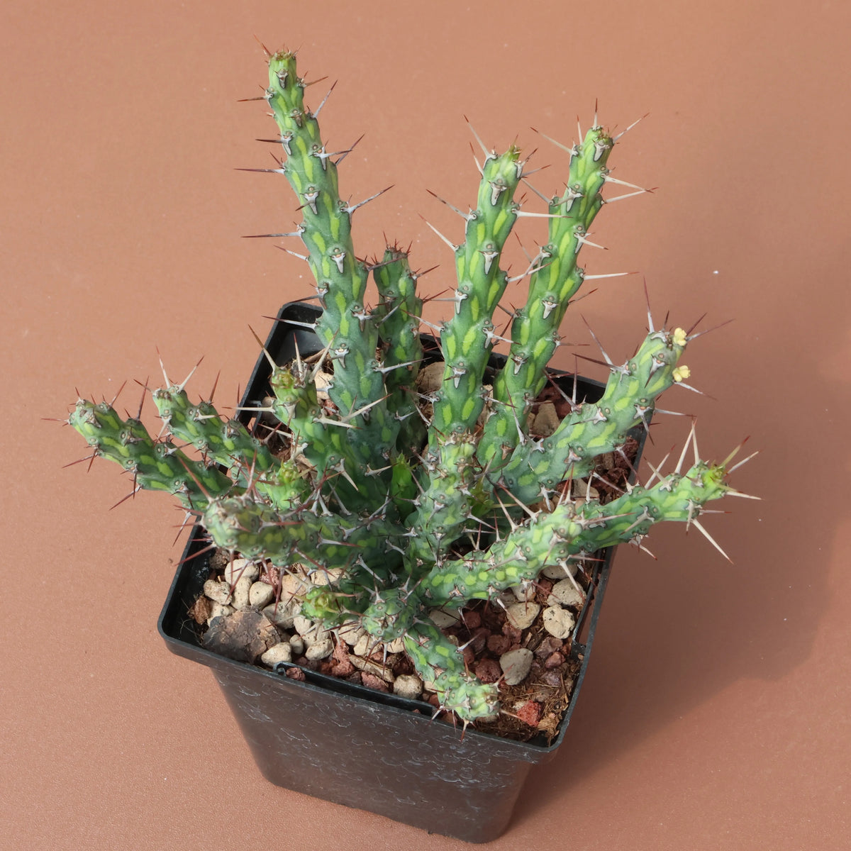 Euphorbia aff.actinoclada Seeds — Euphorbia — 2026 seed listing — 1 Seed — image 2: plant specimen shown as a reference for this seed listing