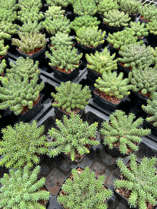 Euphorbia atroviridis