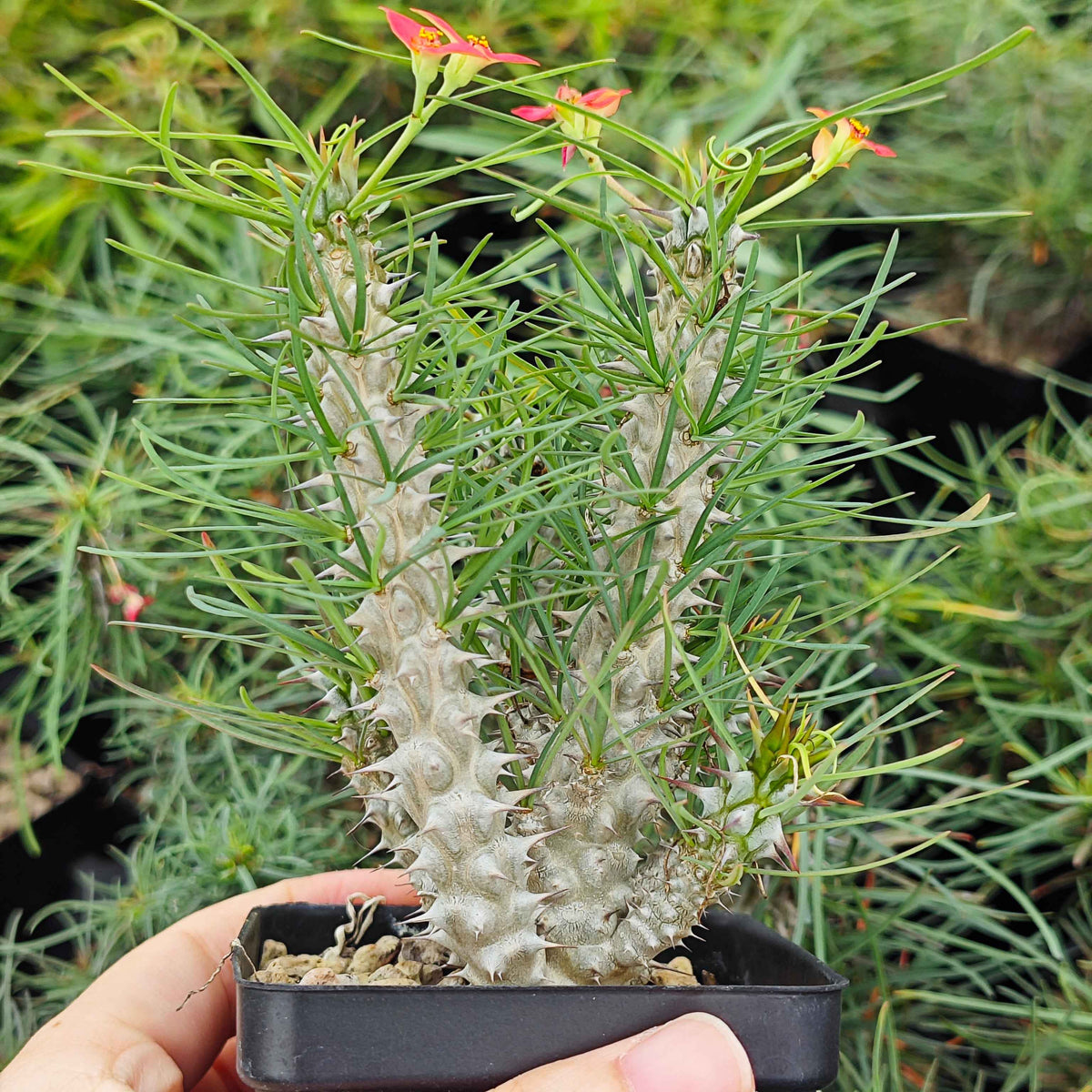Euphorbia gottlebei-Euphorbia-H6cm-image-3