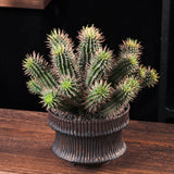 Euphorbia inconstantia Seeds — Euphorbia — 2026 seed listing — 1 Seed — image 2: plant specimen shown as a reference for this seed listing