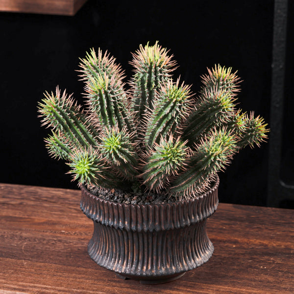 Euphorbia inconstantia Seeds — Euphorbia — 2026 seed listing — 1 Seed — image 2: plant specimen shown as a reference for this seed listing