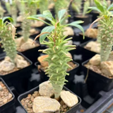 Euphorbia longituberculosa Seeds — Euphorbia — 2026 seed listing — 1 Seed — image 2: plant specimen shown as a reference for this seed listing