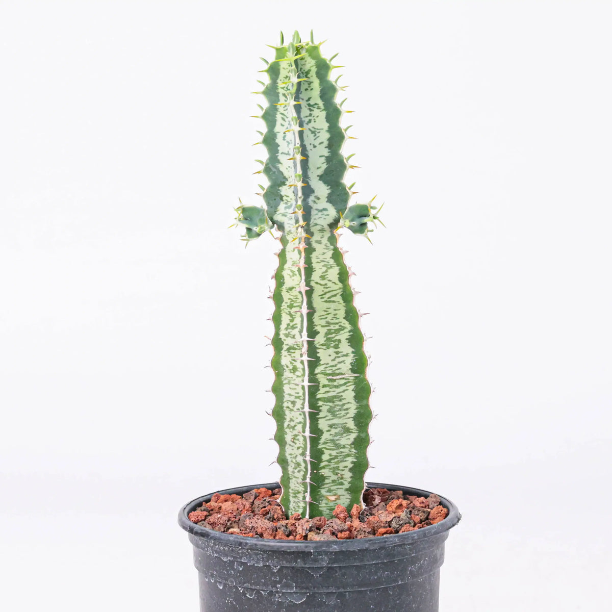 Euphorbia quadrangularis Seeds — Euphorbia — 2026 seed listing — 1 Seed — image 2: plant specimen shown as a reference for this seed listing