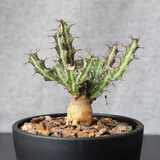 Euphorbia sp. Mutomo Seeds — Euphorbia — 2026 seed listing — 1 Seed — image 2: plant specimen shown as a reference for this seed listing