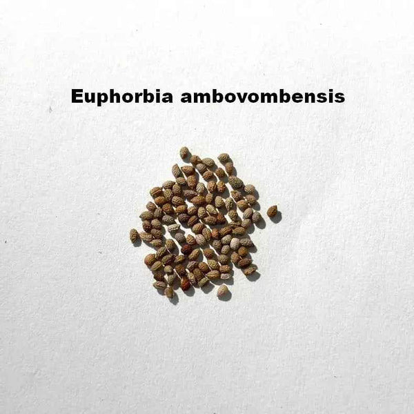 Euphorbia ambovombensis Seeds-image-1