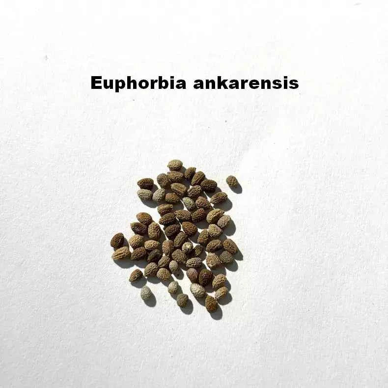 Euphorbia ankarensis Seeds-image-1
