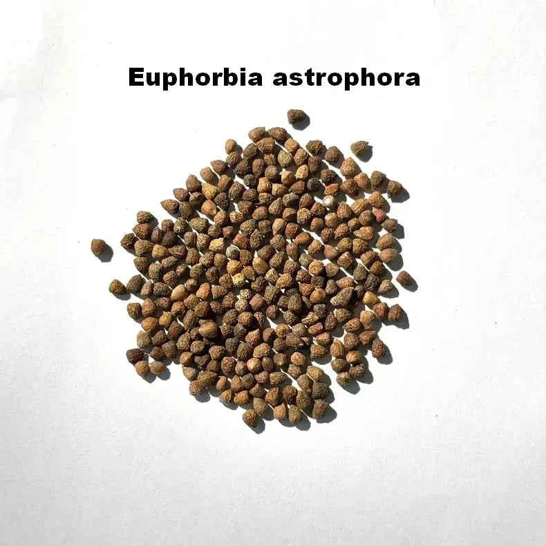 Euphorbia astrophora Seeds-image-1