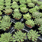 Euphorbia atroviridis-Euphorbia-W8-10cm-image-1