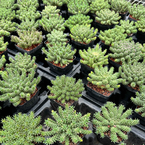 Euphorbia atroviridis