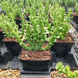 Euphorbia bisellenbeckii / Monadenium ellenbeckii-Euphorbia-H4-6cm-image-3