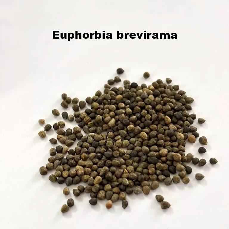 Euphorbia brevirama Seeds-image-1
