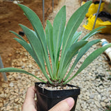 Euphorbia bupleurifolia-Euphorbia-W4cm-image-2