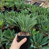 Euphorbia bupleurifolia-Euphorbia-W4cm-image-5