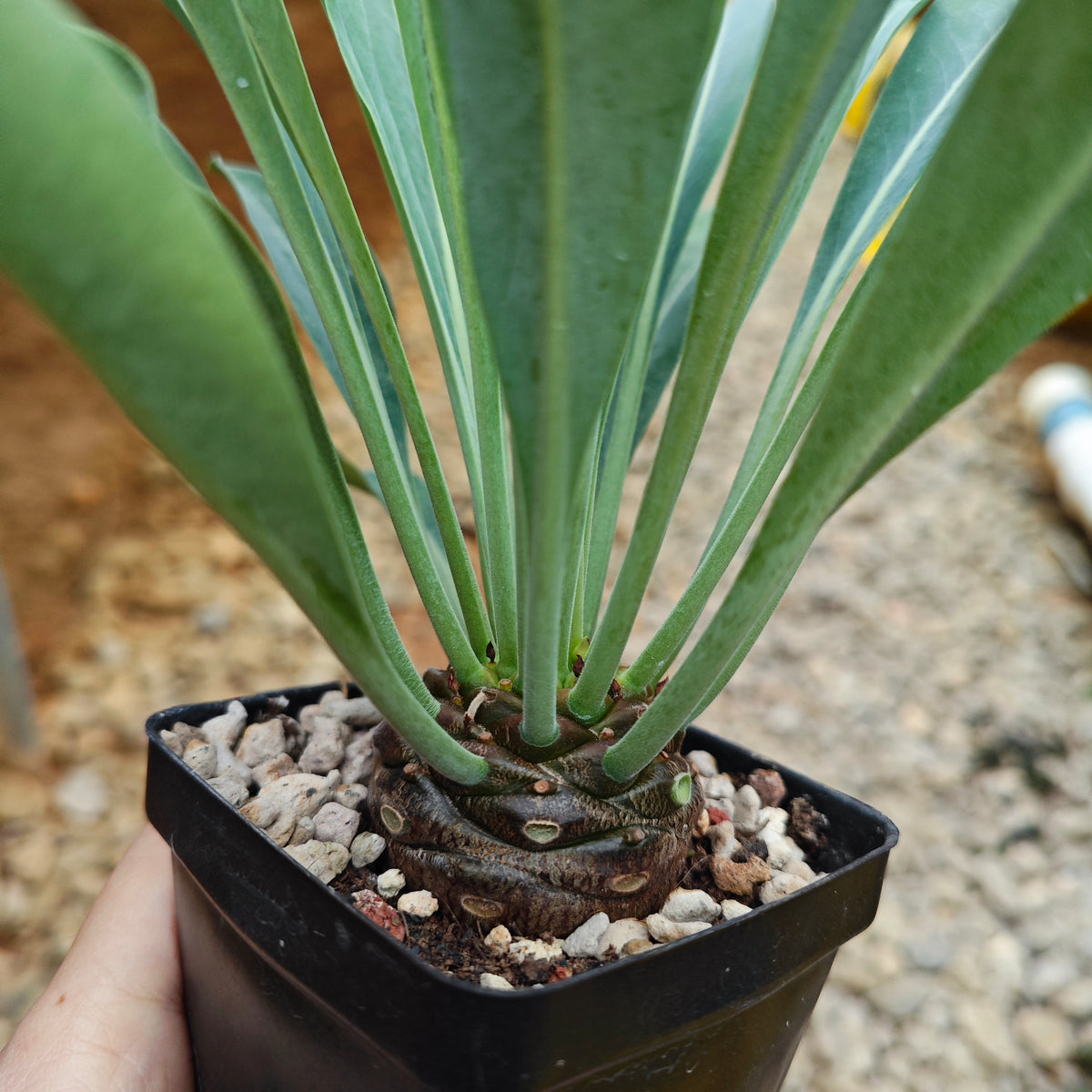 Euphorbia bupleurifolia-Euphorbia-W4cm-image-3
