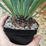 Euphorbia bupleurifolia-Euphorbia-W4cm-image-4