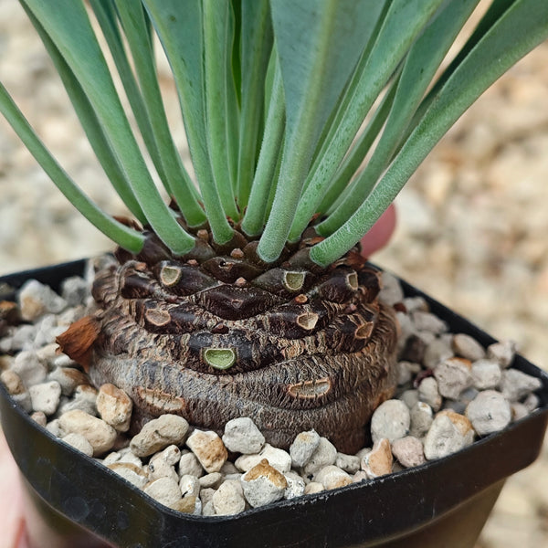 Euphorbia bupleurifolia