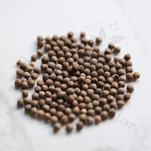 Euphorbia cumulata Seeds — Euphorbia — 2026 seed listing — 1 Seed — image 1: loose seeds displayed on a light background