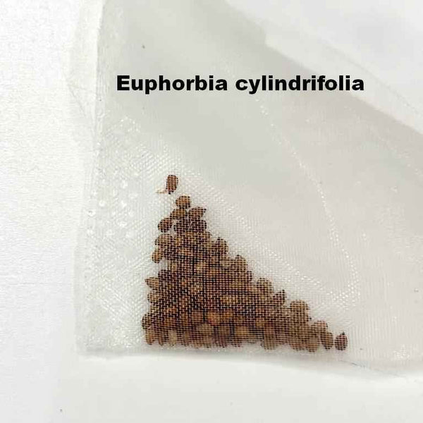 Euphorbia cylindrifolia Seeds-image-1