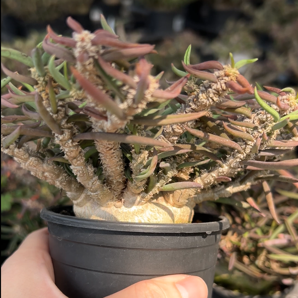 Euphorbia cylindrifolia - BotanicalCollector