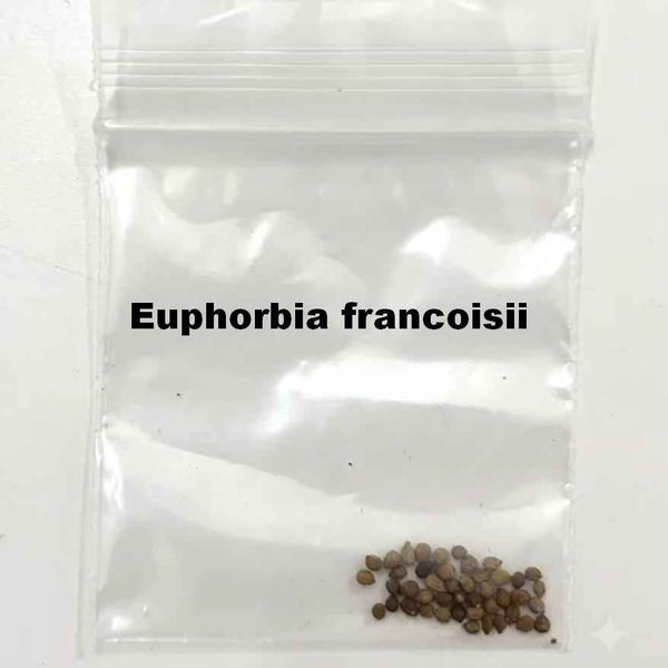 Euphorbia francoisii Seeds — seeds visible in a clear labeled packet