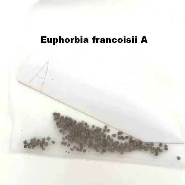 Euphorbia francoisii A Seeds — seeds visible in a clear labeled packet