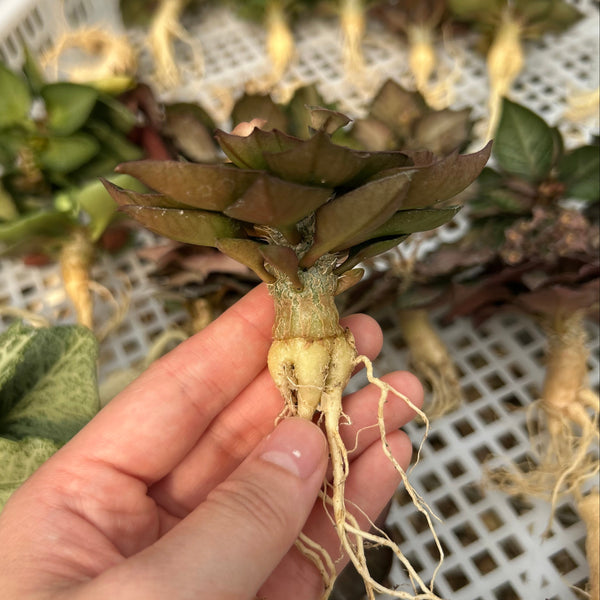 Euphorbia francoisii hybrids - BotanicalCollector