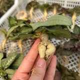 Euphorbia francoisii hybrids-Euphorbia-Caudex2-3cm-image-2
