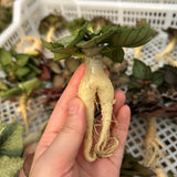 Euphorbia francoisii hybrids-Euphorbia-Caudex2-3cm-image-4