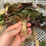 Euphorbia francoisii hybrids-Euphorbia-Caudex2-3cm-image-6