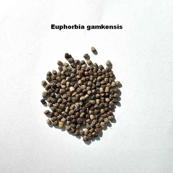 Euphorbia gamkensis Seeds-image-1