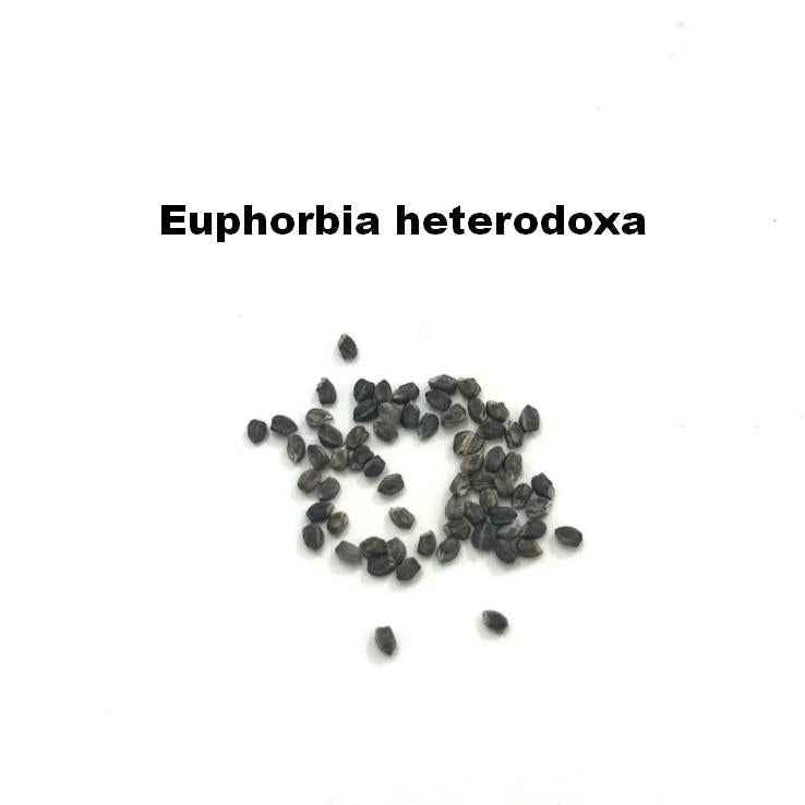 Euphorbia heterodoxa Seeds-image-1
