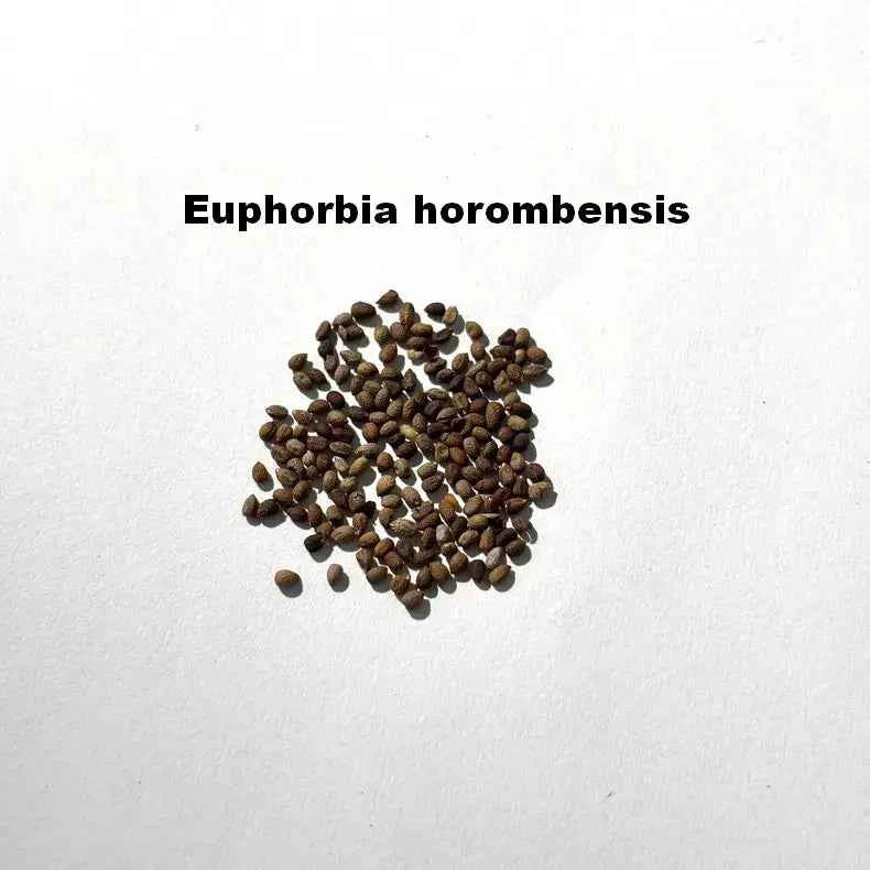 Euphorbia horombensis Seeds-image-1
