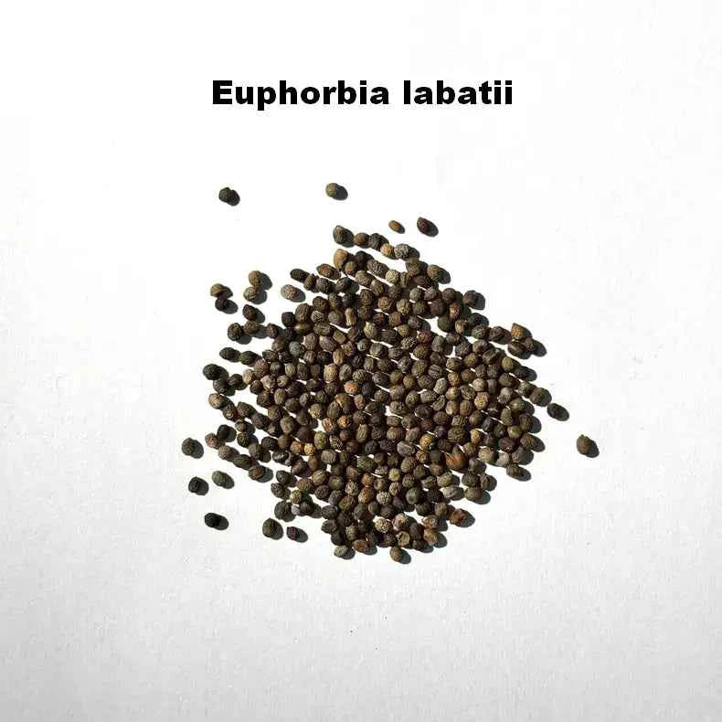 Euphorbia labatii Seeds-image-1