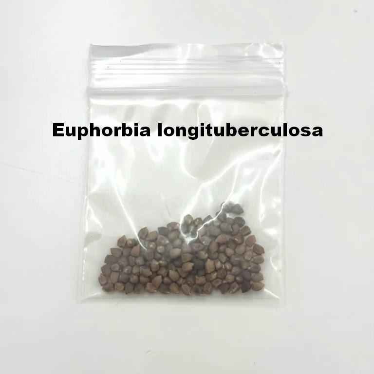 Euphorbia longituberculosa Seeds-image-1