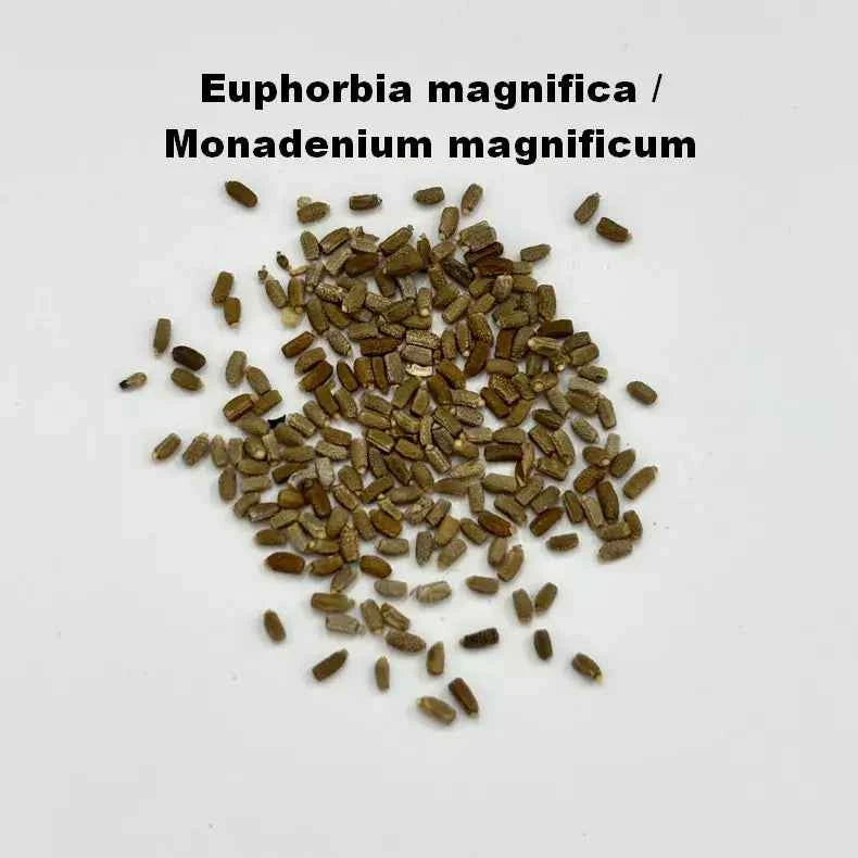 Euphorbia magnifica / Monadenium magnificum Seeds-image-1