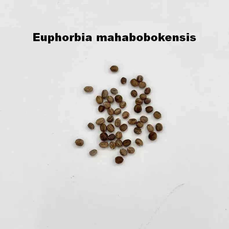 Euphorbia mahabobokensis Seeds-image-1