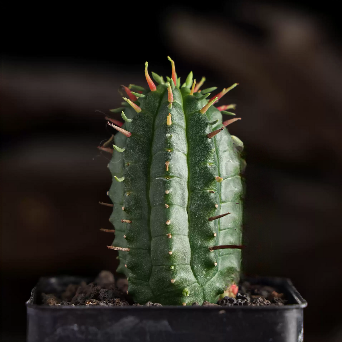 Euphorbia mammillaris Seeds — Euphorbia — 2026 seed listing — 1 Seed — image 2: plant specimen shown as a reference for this seed listing