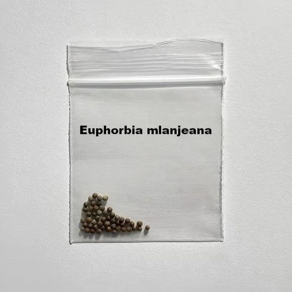 Euphorbia mlanjeana Seeds-10 Seeds-image-1