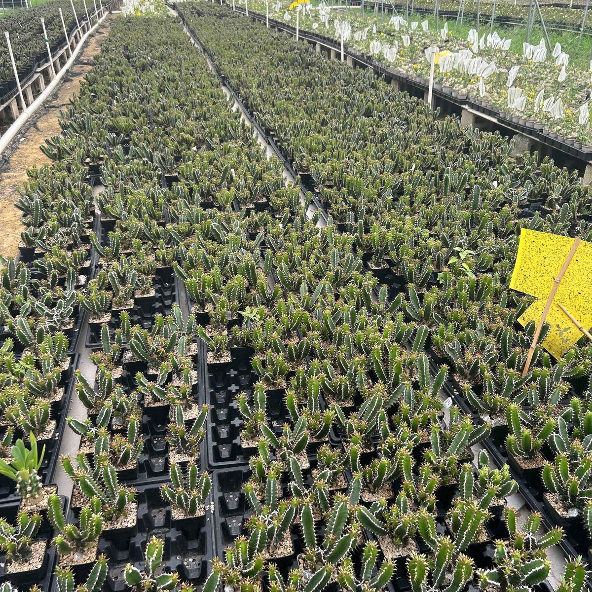 Euphorbia mlanjeana-Euphorbia-H4-6cm-image-5