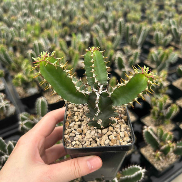 Euphorbia mlanjeana - BotanicalCollector
