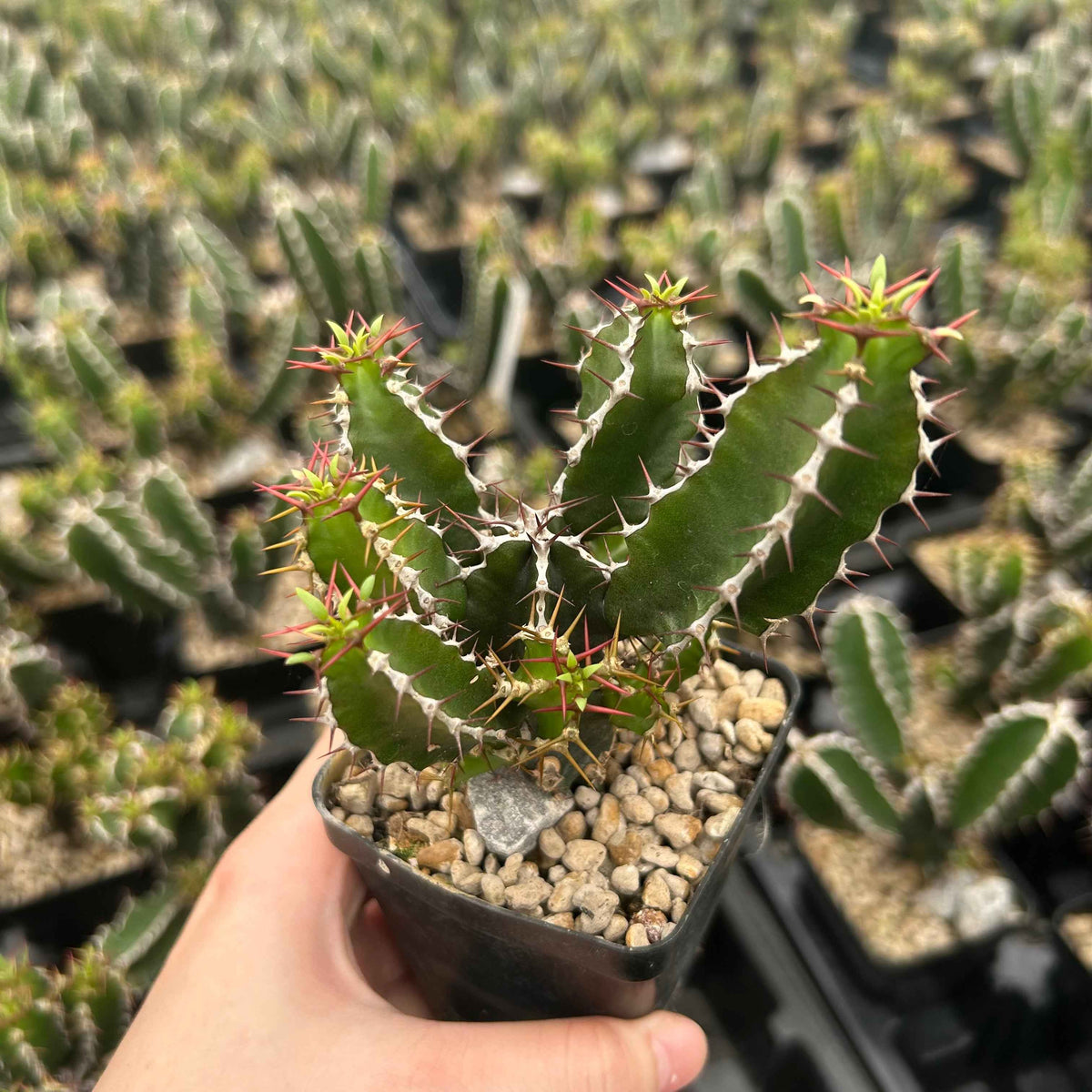 Euphorbia mlanjeana-Euphorbia-H4-6cm-image-3