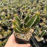 Euphorbia mlanjeana-Euphorbia-H4-6cm-image-3