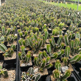Euphorbia mlanjeana-Euphorbia-H4-6cm-image-4