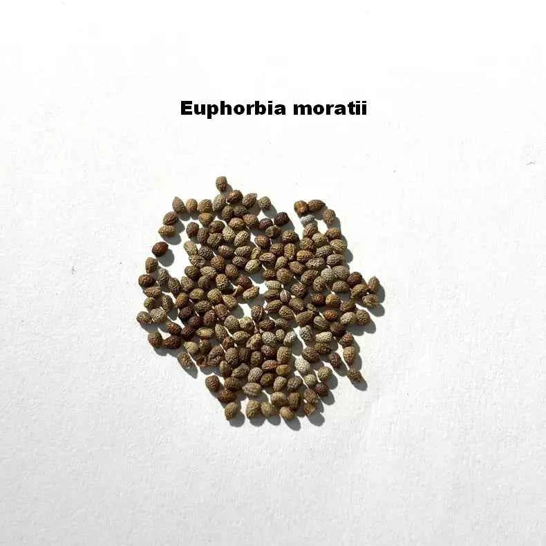 Euphorbia moratii Seeds-image-1