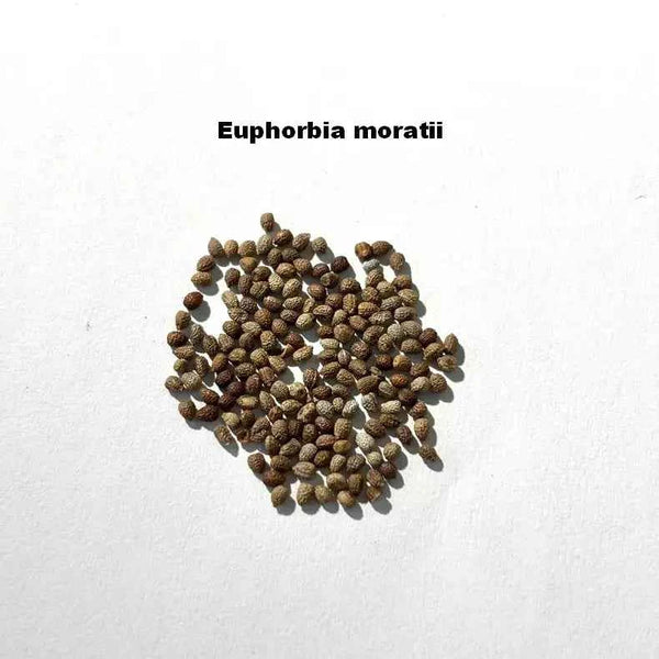 Euphorbia moratii Seeds-image-1